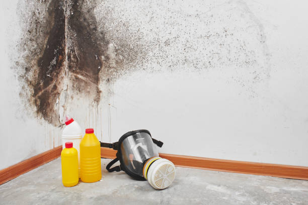 Best Industrial Mold Remediation in Hico, TX