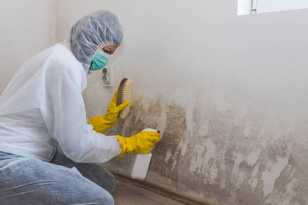 Best Emergency Mold Remediation in Hico, TX