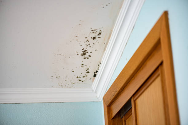 Best Mold Testing and Inspection Services in Hico, TX