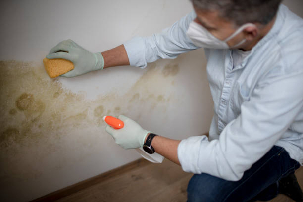 Best Kitchen Mold Remediation in Hico, TX