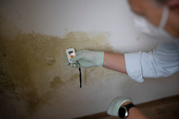Best Basement Mold Remediation in Hico, TX