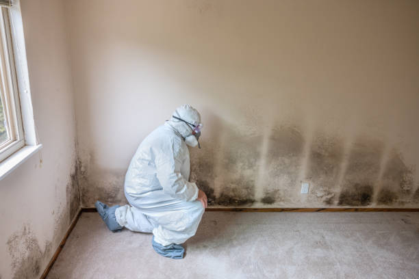 Best Black Mold Remediation in Hico, TX