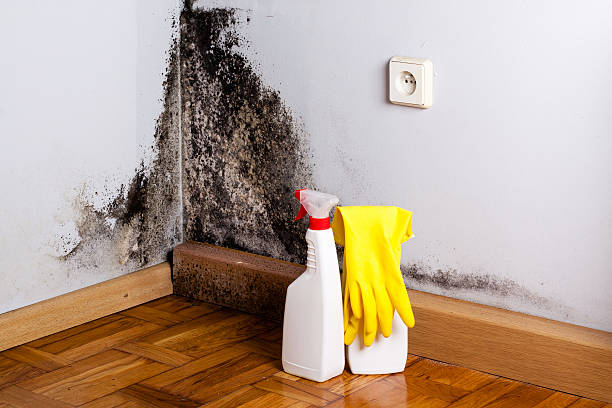 Best White Mold Remediation in Hico, TX