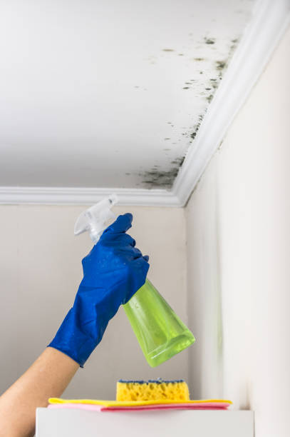 Best Commercial Mold Remediation in Hico, TX