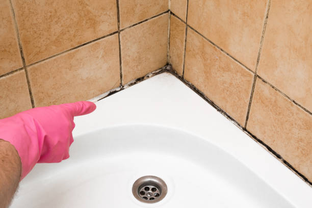 Best Attic Mold Remediation in Hico, TX